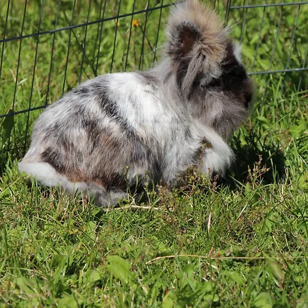 Zur Alten Schmiede Mit Museum