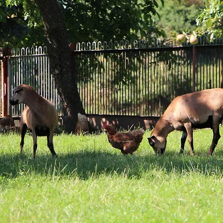 Zur Alten Schmiede Mit Museum شقة