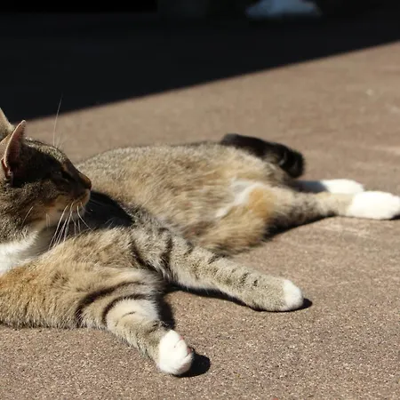 Zur Alten Schmiede Mit Museum Ruestungen