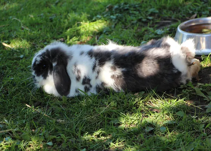 Zur Alten Schmiede Mit Museum Appartement