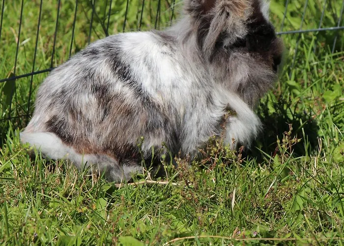 Zur Alten Schmiede Mit Museum