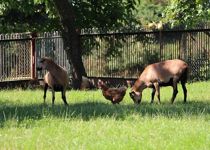 Zur Alten Schmiede Mit Museum Appartement