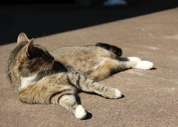 Zur Alten Schmiede Mit Museum Ruestungen